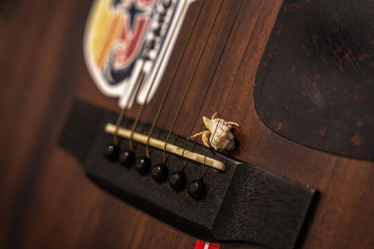 View of a small hermit crab crawling across the metal strings of an acoustic guitar near the bridge in Dhigurah, Alif Dhaal Atoll, Maldives.