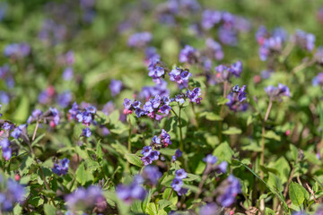 Obraz premium Purple floral background. Delicate violet blossoms and greenery. Gentle cluster of flowers by garden path. Soft purple flowers nestled among lush green foliage and shadows