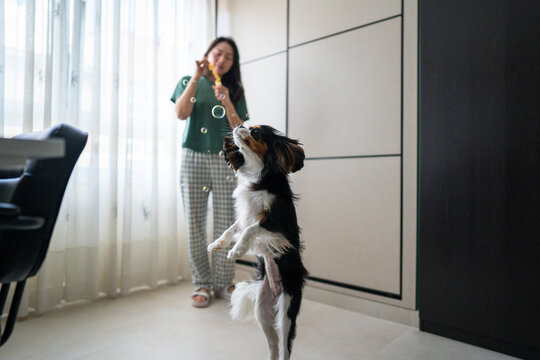 Chinese woman plays with dog chasing soap bubbles at home