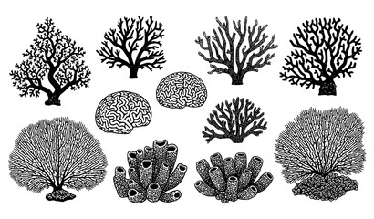 Coral Reef Collection with Various Marine Coral Shapes and Ocean Elements © MstNadiya