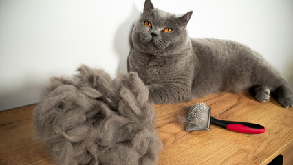 cat and cat hair after brushing and grooming © Lyubka Grigorova