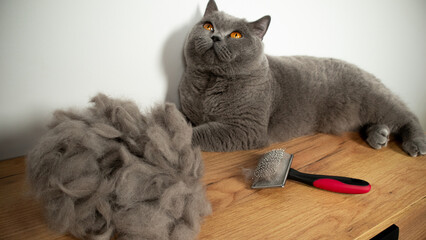 cat and cat hair after brushing and grooming © Lyubka Grigorova