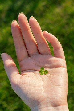 Clover in hand symbolizing luck and nature's simplicity
