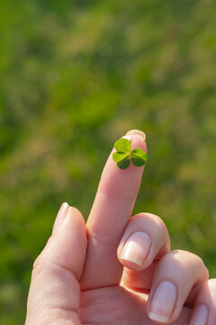 Hand gently holding a delicate four-leaf clover