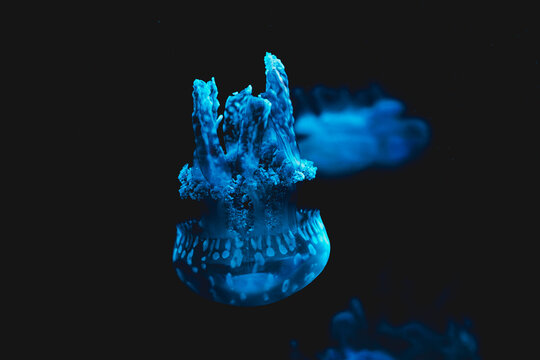 Glowing blue jellyfish in the dark ocean depth