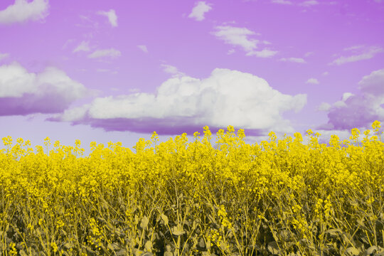 Vibrant canola field under a purple sky and clouds