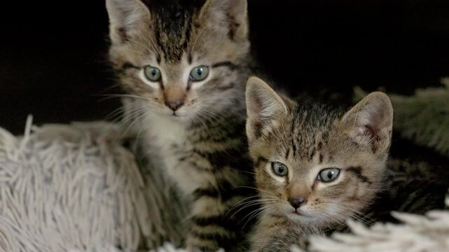 Tiny wild and curious kittens staying warm in a fluffy bed.
