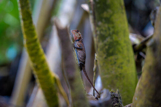 View of a small lizard with a reddish head perched on a thin branch among tropical foliage and green stems in Dhigurah, Alif Dhaal Atoll, Maldives.