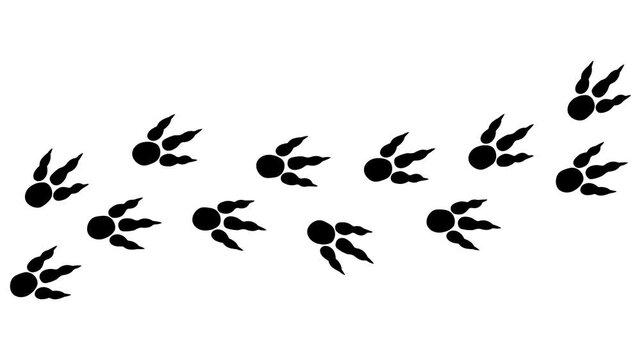 Animated dinosaur footprints appearing step by step to form a trail on a white background. Simple flat style with clean minimal prehistoric tracks.