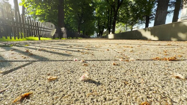 Morning sunlight casts long fence shadows over a gravel path strewn with fallen chestnut flowers. A distant street wakes up, resulting in a low, continuous rumble of city traffic.