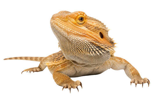 Close-up portrait of a bearded dragon lizard with spiky scales and alert eyes