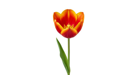 Fototapeta premium Vibrant red chili pepper with a curved stem on a clean white background
