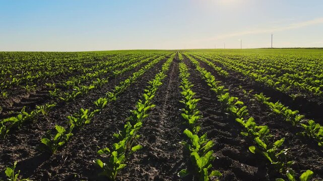 Green rows of young sugar beets growing in a cultivated agricultural field at sunny day with blue sky in the background