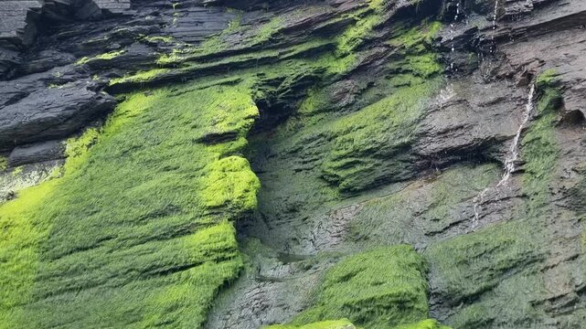 A dark cliffside at As Catedrais beach or Aguas Santas beach, in Ribadeo, Galicia, Spain, covered in vibrant green moss and algae, with small streams of water trickling down the layered stone surface