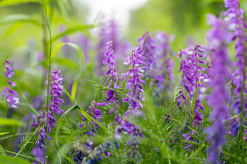 Vicia cracca, Vogel Wicke eine blaue Hülsenfrucht © Stefan Werner