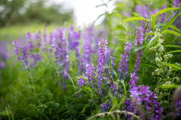 Obraz premium Vicia cracca, Vogel Wicke eine blaue Hülsenfrucht