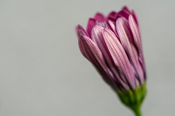 Dimorfoteka gruczołowata – Dimorphotheca pluvialis. Cape rain-daisy. © tom