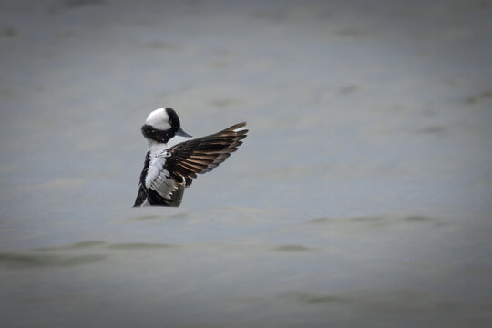 Birds, Bufflehead, Chesapeake Bay, Virginia.jpg