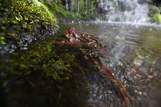 Common toad mating in stream during spring breeding season