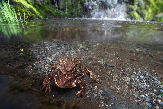 Common toad mating in clear stream during breeding season