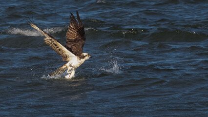 Naklejka premium Birds, Osprey, Virginia Beach, Virginia.jpg