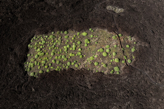 Green patches on dark volcanic landscape of Lanzarote
