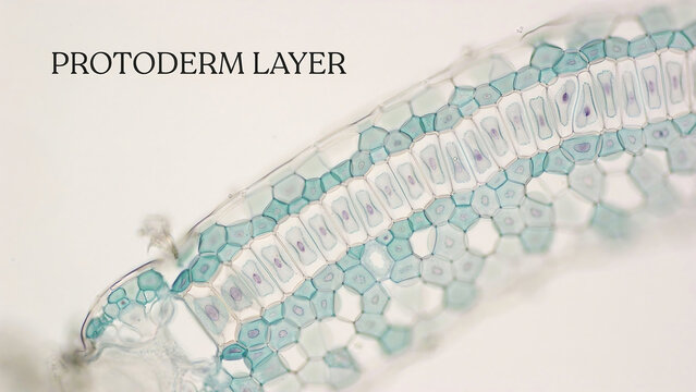 Microscopic view of plant tissue showing protoderm layer with hexagonal cells in shades of blue and white  plant cell structure