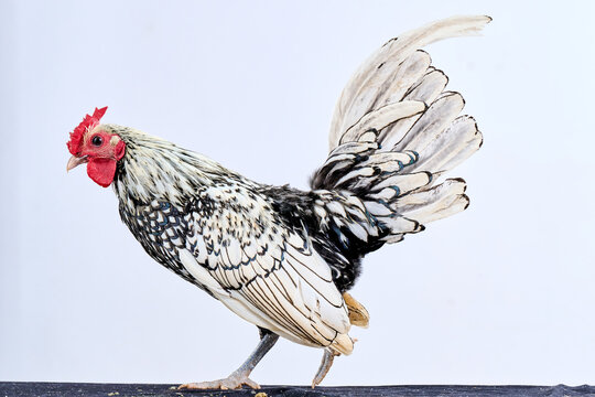 A chicken standing on a white background in a studio, ideal for high-quality creative concepts, including Male Silver Sebright rooster, sebright, bantam, silver laced.