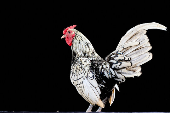 A close up of a rooster in a studio with a black background, ideal for high-quality creative concepts, including Male Silver Sebright rooster, chicken, sebright, bantam.