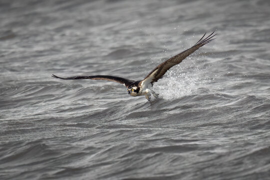 Brids, Osprey, Pohick Bay Regional Pack, Virginia (1).jpg