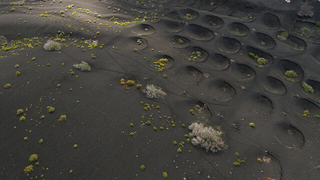Aerial view of Lanzarote volcanic vineyard and grape pits