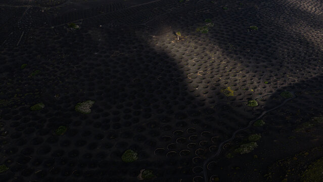 Magical light over Lanzarote volcanic grape vineyard