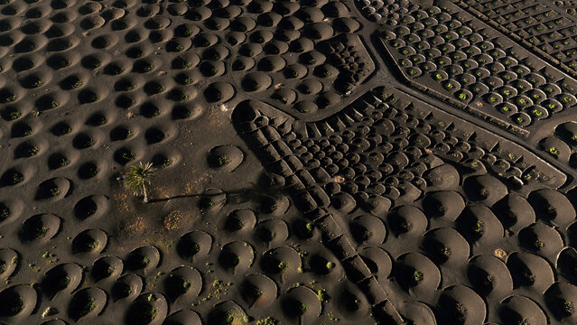 Aerial view of Lanzarote grape vineyard in magical light