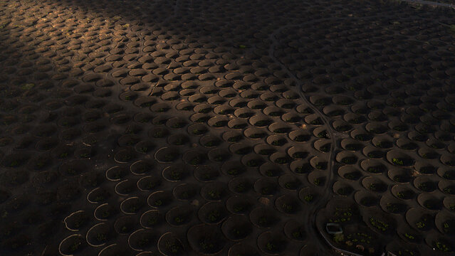 Magical light over Lanzarote volcanic vineyard with grape