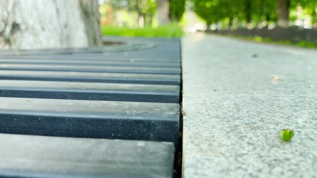 A dark metal bench grate borders a stone walkway. The structural lines recede into a soft-focus background of trees. The urban environment creates a faint hum of the morning city.
