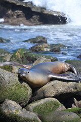 Fototapeta premium Wild California Sea Lion Resting on Ocean Rocks in La Jolla Cove