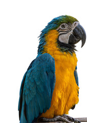 Fototapeta premium Portrait of a blue and gold macaw parrot sitting on a branch with feathers wildlife tropical portrait isolated background colorful detailed rainforest majestic beautiful