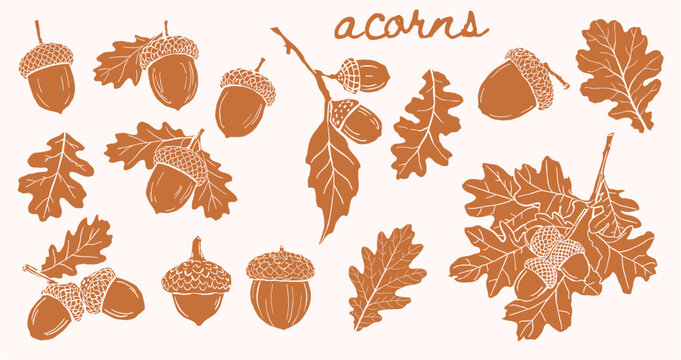 Hand drawn vector illustration set of oak leaves, acorns, and branches. Autumn forest design elements for patterns, branding, and cards.