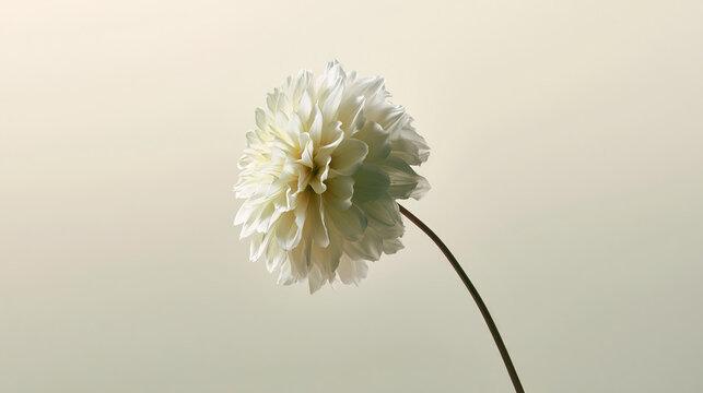 Close-Up of a White Dahlien Flower Against a Soft Background