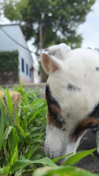 Dog sniffing and eating some blades of grass.
