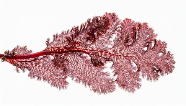 red algae or seaweed branch isolated transparent