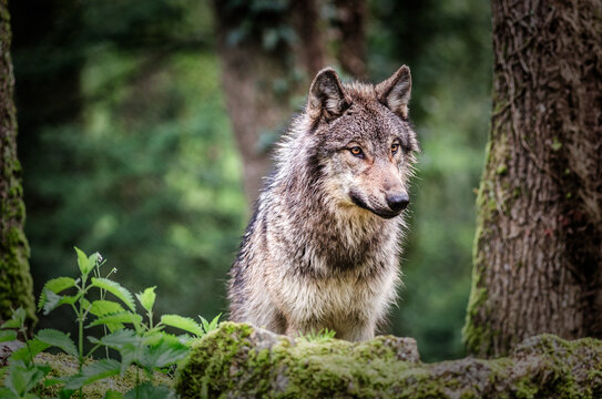 Portrait d'un loup gris europ&eacute;en ou eurasien dans une for&ecirc;t en France