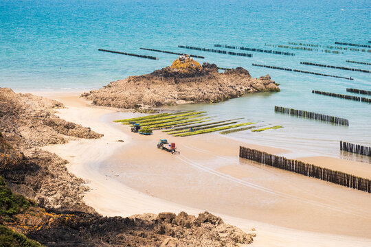 Ostr&eacute;iculture et Mytiliculture. Moules de bouchots &agrave; la Pointe du Bay &agrave; Saint-Cast-le-Guildo en Bretagne, France