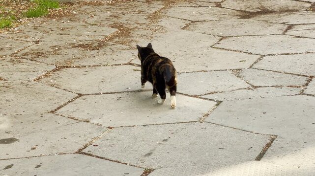 A calico cat steps quietly across a plaza made of hexagonal concrete blocks. Its soft paws lightly touch the stone as a faint, low city hum resonates from the surrounding area.