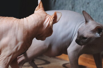 Two adorable Sphynx cats sitting side by side on a rug, a sweet moment captured © Fotograf