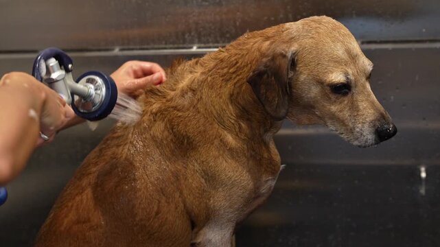 Horizontal 4K video of a brown dog receiving a flea treatment bath as water rinses its fur in a professional grooming salon