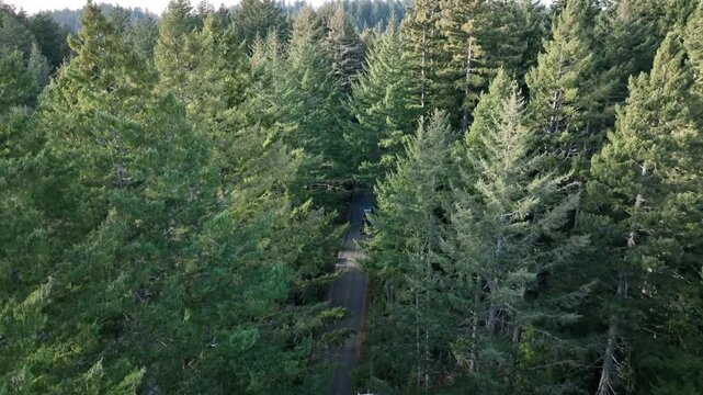 Aerial top down view of a black car driving on an asphalt road through a dense pine forest in California