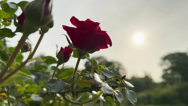 A deep red rose opens its petals toward the bright sky. The vibrant flower stands prominently on its green stem in an outdoor garden. A soft, glowing sun shines through a light haze overhead.