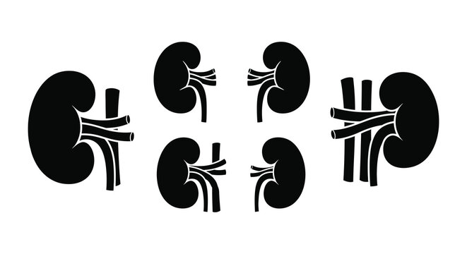 Human kidneys anatomical illustration black silhouette kidney