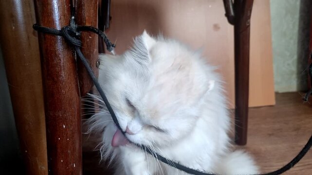 Funny white longhair cat scratching tongue on a black cord closeup shot indoor home interior pet healthcare concept banner copy space